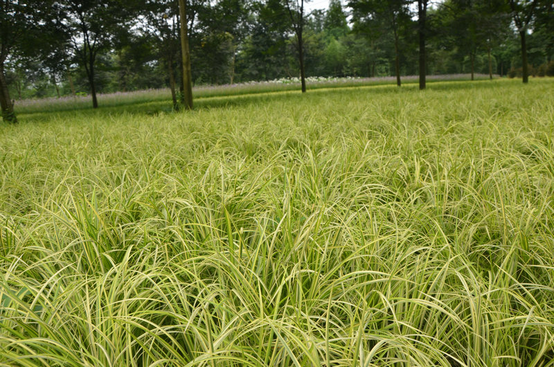 如何保證苗木移栽存活率？這些點你需要知道