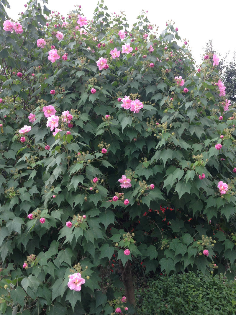 木芙蓉花.jpg