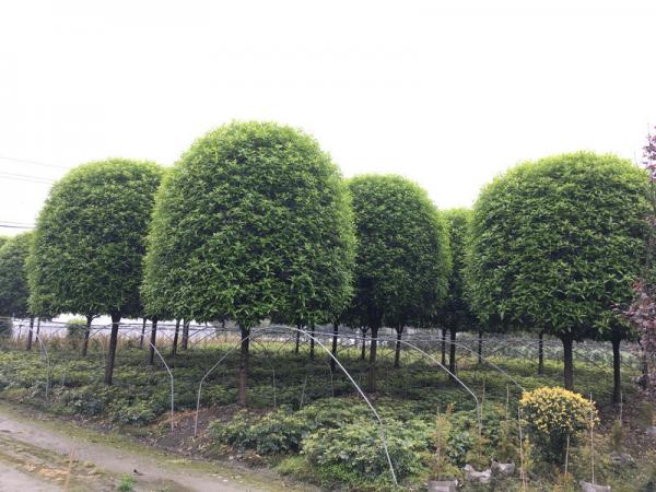 精品高桿桂花