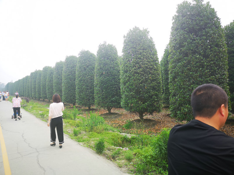 桂花柱形效果.jpg