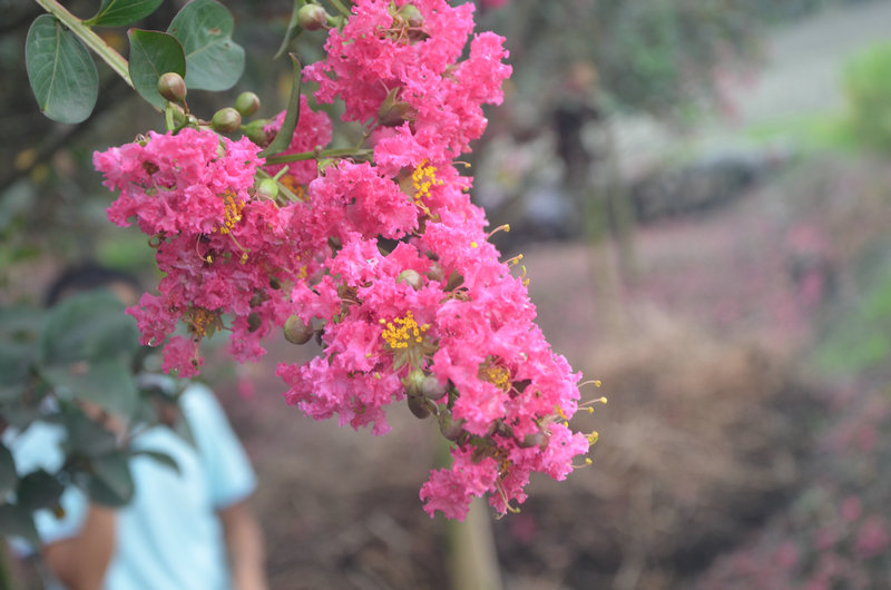 紫荊花.JPG