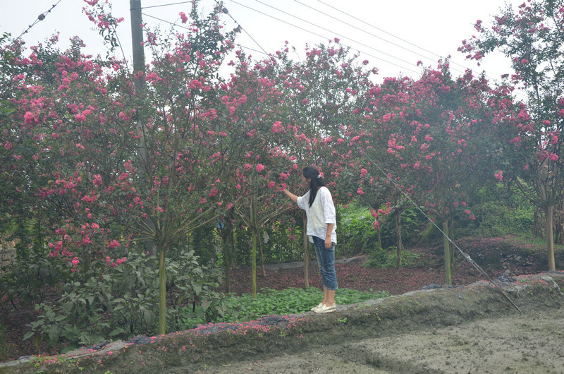 紅花紫薇樹.JPG