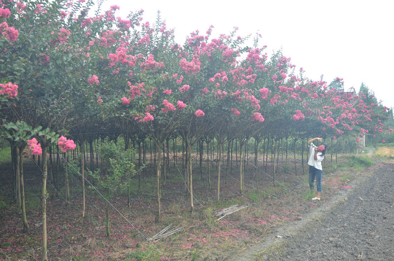 成都紅花紫薇花.JPG