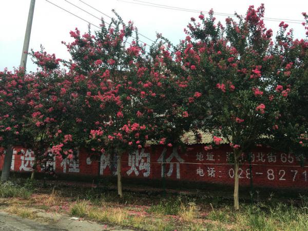 紅花紫薇