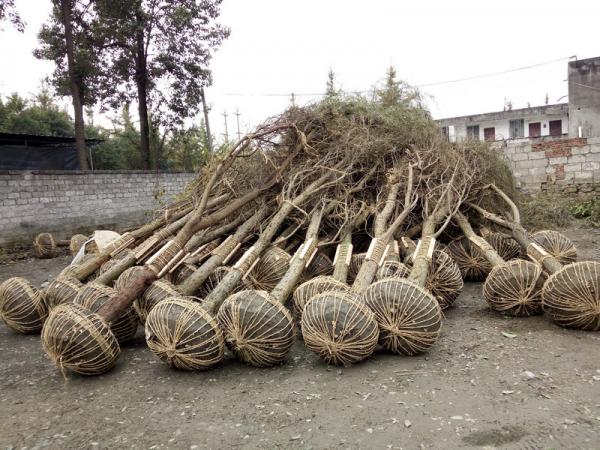 柳樹發往天水秦安區