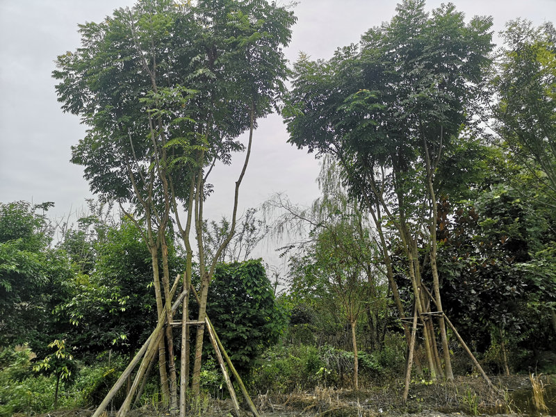 溫江叢生欒樹報價